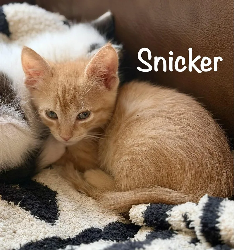 Snicker thumbnail 2