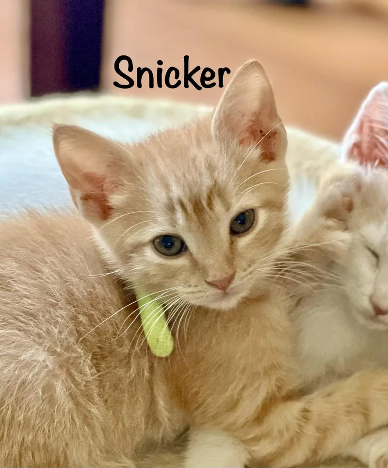 Snicker thumbnail 3