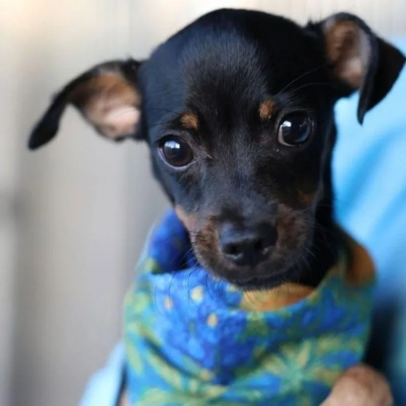 A baby small-sized male Chihuahua dog named Parker for adoption in San Antonio, TX