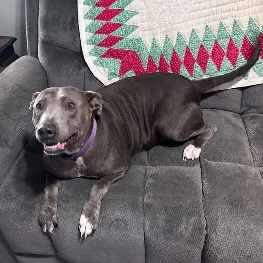 An adult large-sized female Pit Bull Terrier dog named Gammy for adoption in Bishopville, SC