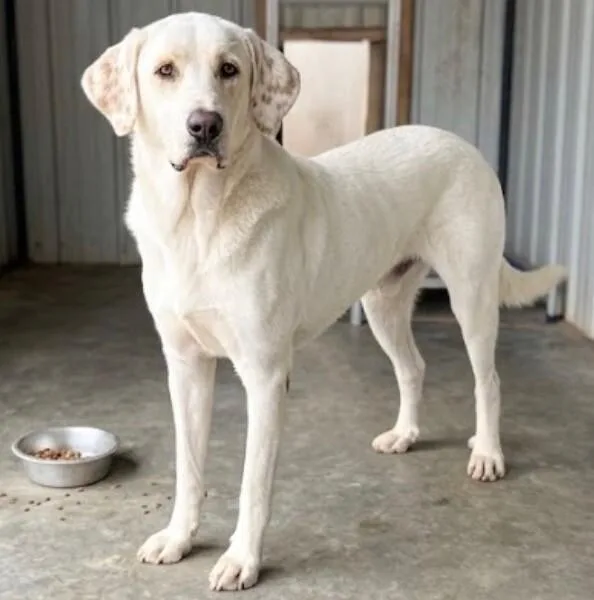 A young large-sized male Great Pyrenees dog named Thumper for adoption in Windsor, CO