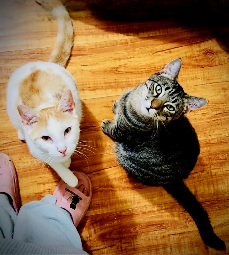 Sweet Sammy thumbnail 2