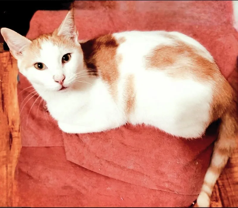 Sweet Sammy thumbnail 3