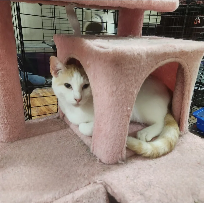 Sweet Sammy thumbnail 4