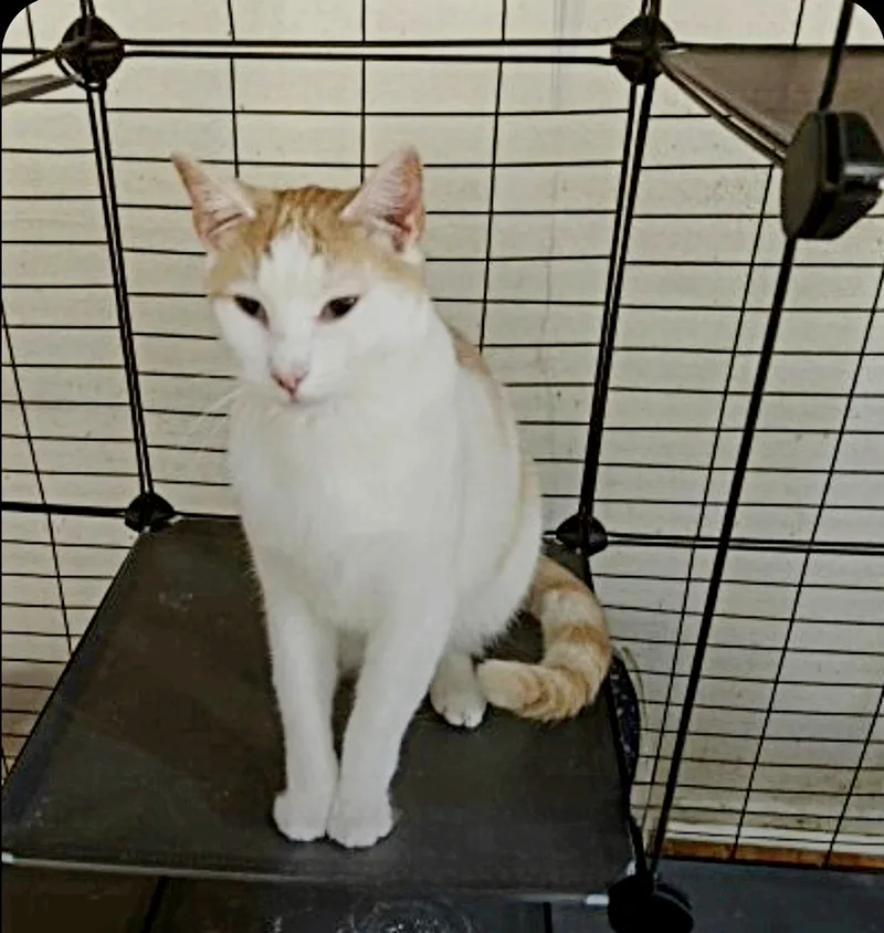 Sweet Sammy thumbnail 5