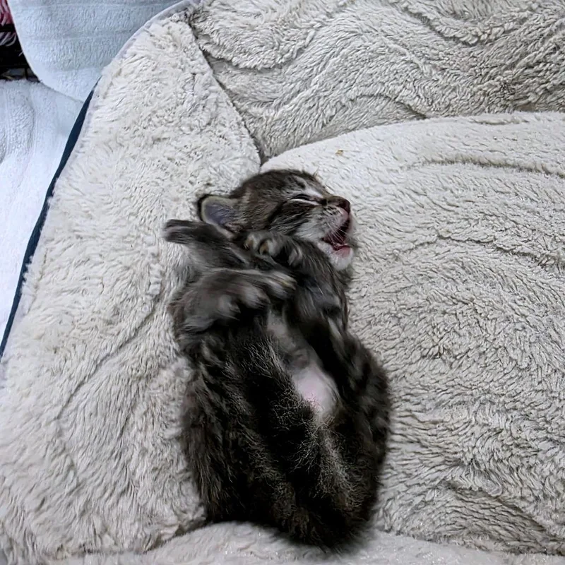 Catador Retriever thumbnail 2