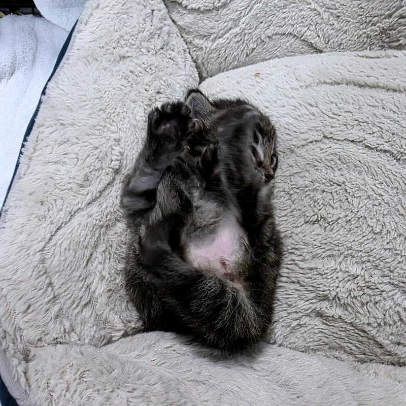 Catador Retriever thumbnail 4