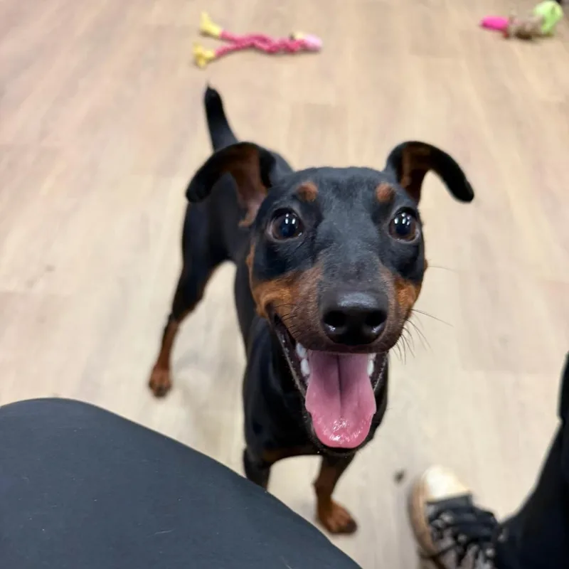 An adult small-sized male Black Miniature Pinscher dog named Ziggy for adoption in LaGrange, GA