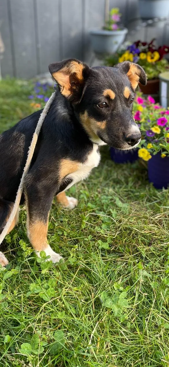 A baby medium-sized female Tricolor (Brown, Black, & White) Corgi dog named Poppy for adoption in Lincoln University, PA