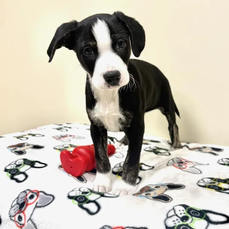 A young medium-sized male Black Mixed Breed dog named Dublin for adoption in Greensburg, PA
