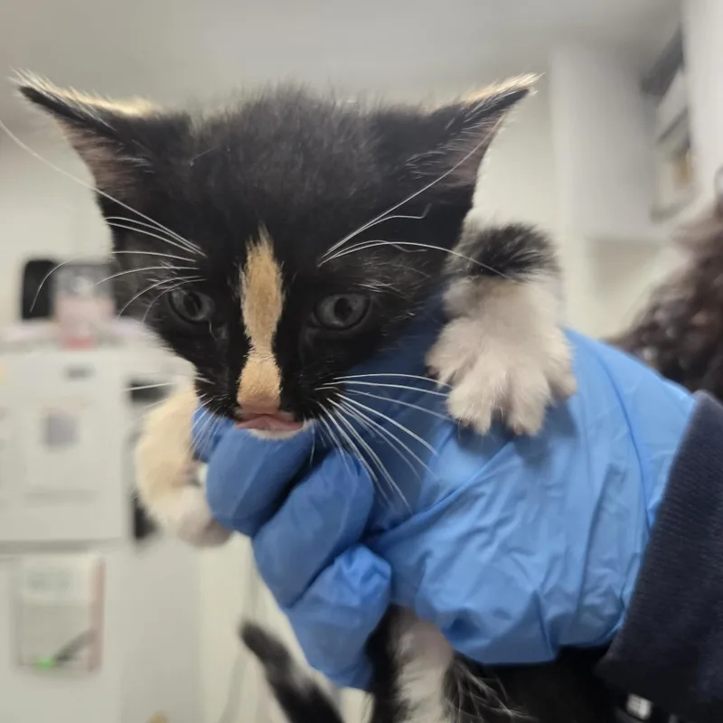 A baby small-sized female Black Domestic Short Hair cat named Maekar for adoption in Newark, NJ