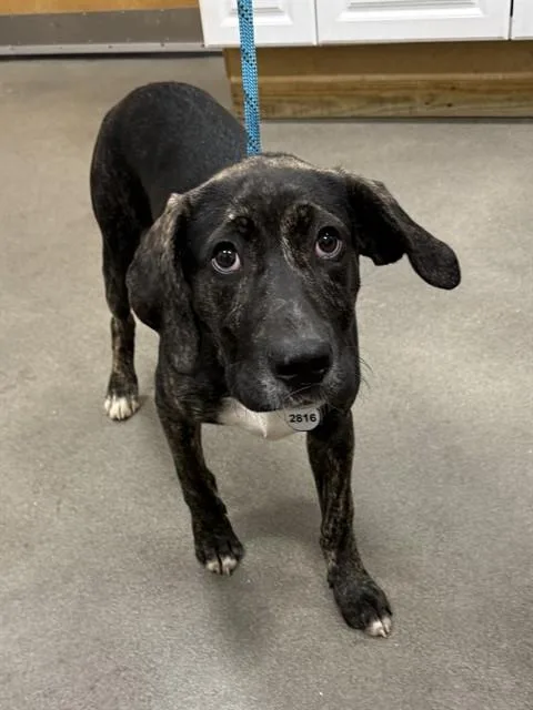 A young medium-sized male Plott Hound dog named Rambo for adoption in Upper Marlboro, MD