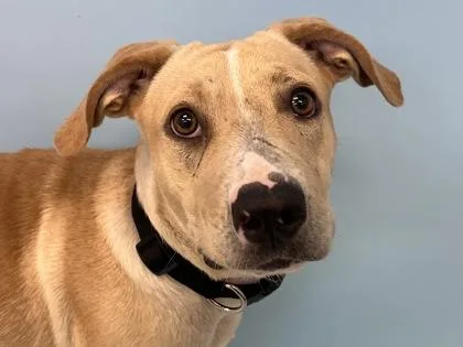 An adult large-sized female Labrador Retriever dog named Sunshine for adoption in Woodbury, MN