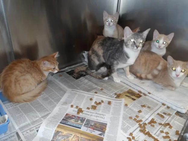 A baby medium-sized female Domestic Short Hair cat named Jelly for adoption in Los Angeles, CA