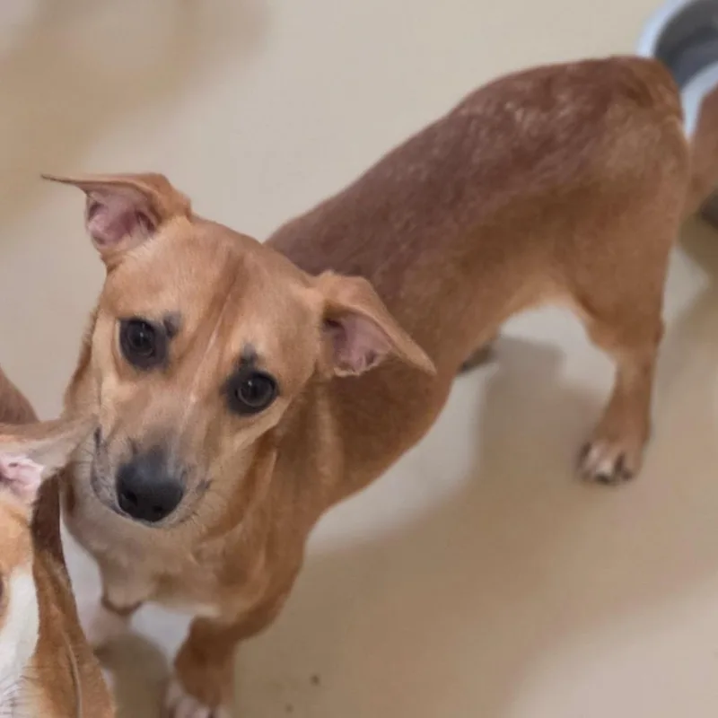 An adult small-sized male Yellow / Tan / Blond / Fawn Terrier dog named Butterscotch  Chino Hills for adoption in Chino Hills, CA