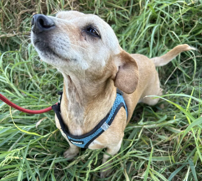 A young small-sized male Dachshund dog named Roger for adoption in Bell Gardens, CA