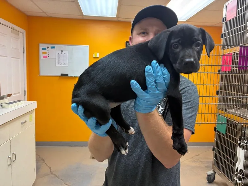 Magnolia thumbnail 2