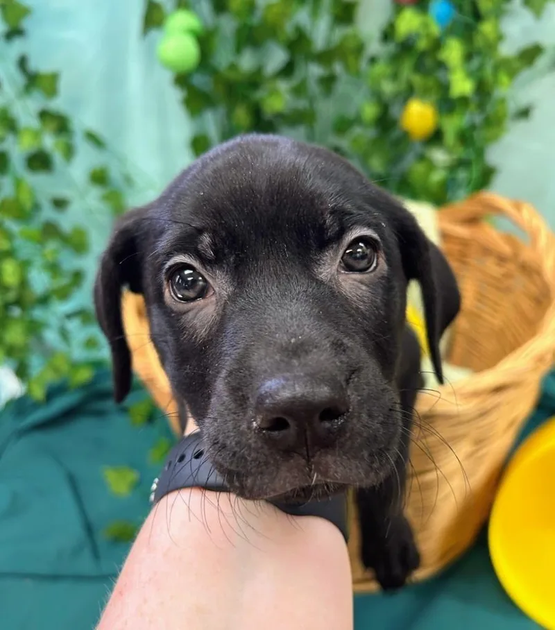 Magnolia thumbnail 3