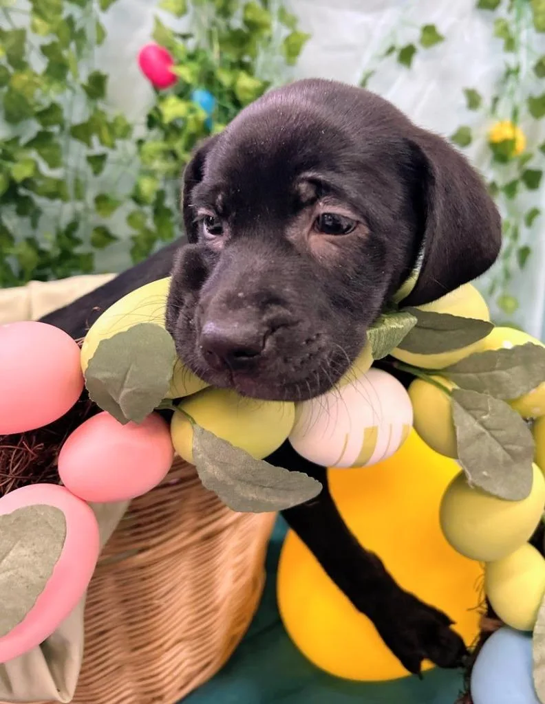 Magnolia thumbnail 4