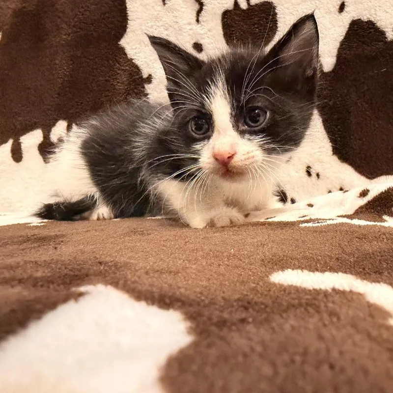 A baby small-sized male Black Domestic Short Hair cat named Lamborghini for adoption in Coos Bay, OR