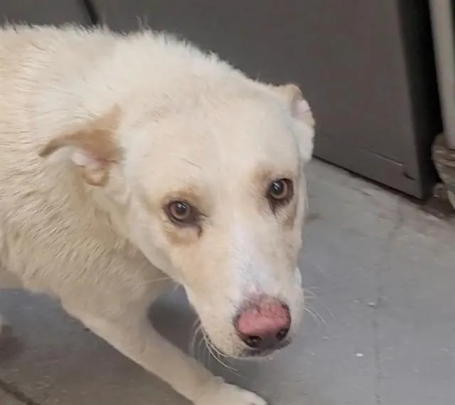 A young medium-sized female Australian Cattle Dog / Blue Heeler dog named Blanquita for adoption in Tucson, AZ