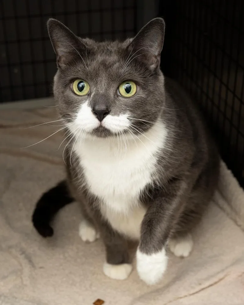 An adult small-sized female Domestic Short Hair cat named Lola for adoption in Boone, IA