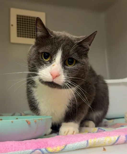 An adult medium-sized male Domestic Short Hair cat named Lobster for adoption in Statesville, NC