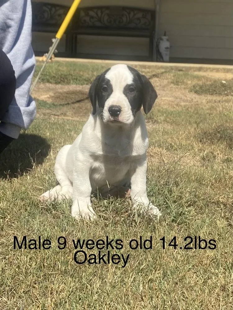 A baby medium-sized male Boxer dog named Oakley for adoption in Norfolk, MA