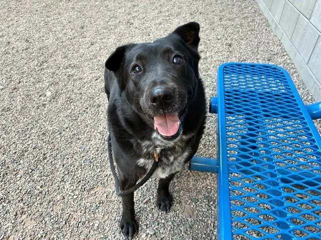 An adult medium-sized female Labrador Retriever dog named Stella for adoption in Mesa, AZ