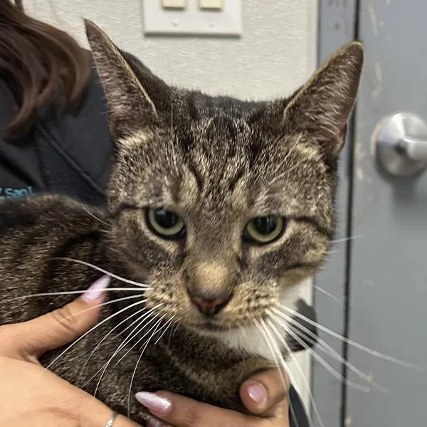An adult small-sized male Domestic Short Hair cat named Carlos for adoption in Escondido, CA