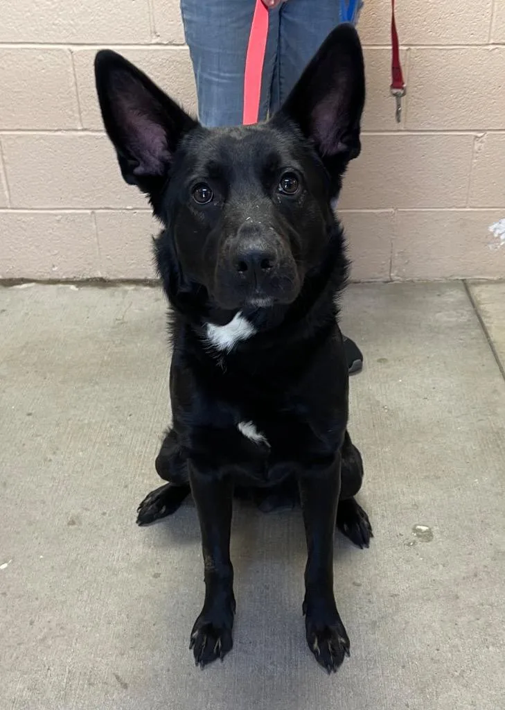 A young large-sized male German Shepherd Dog dog named Loki for adoption in Clearfield, KY