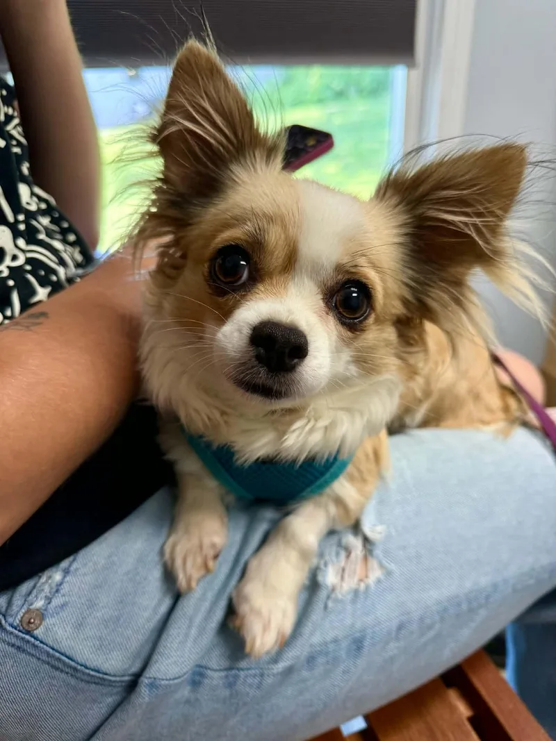 An adult small-sized female Chihuahua dog named Zoey for adoption in Stephens City, VA