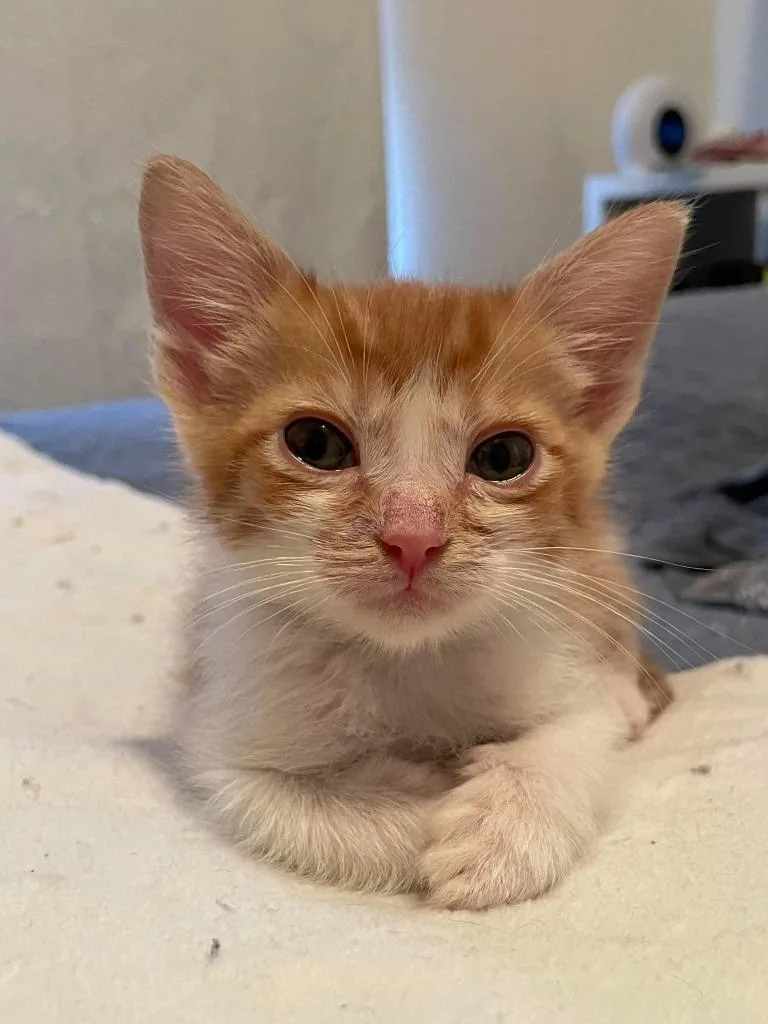 A baby small-sized male Domestic Short Hair cat named Tyson for adoption in Augusta, GA