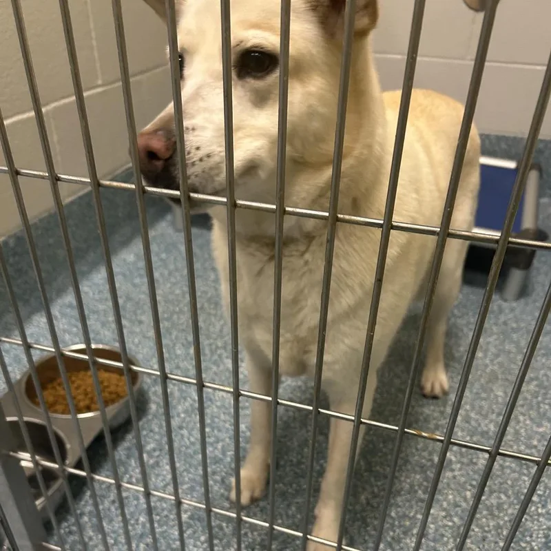 An adult medium-sized female White / Cream Husky dog named Shiba for adoption in Greensboro, NC