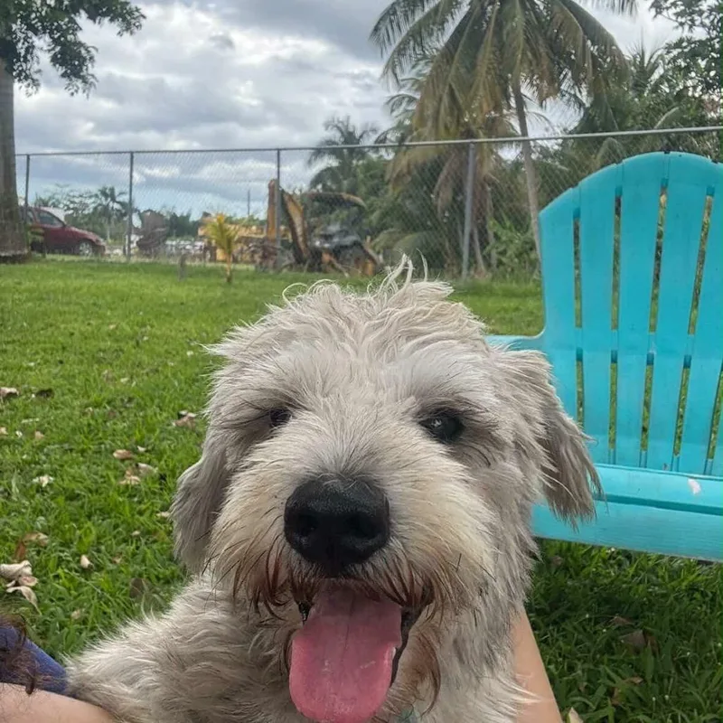 An adult small-sized male Gray / Blue / Silver Poodle dog named Goyito for adoption in Washington, DC