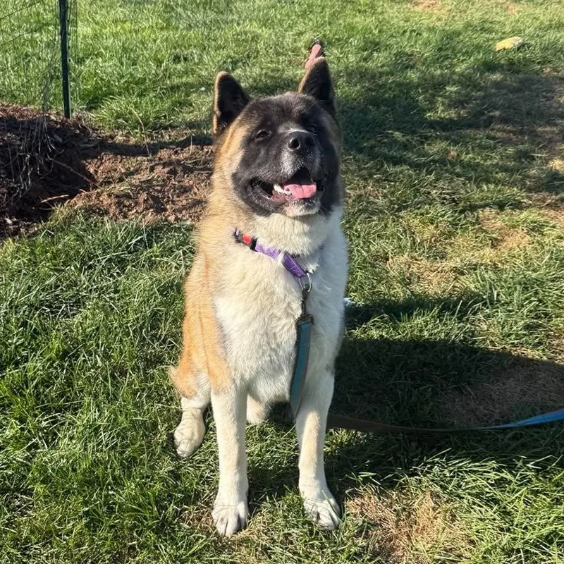 A young large-sized male Akita dog named Hachi for adoption in Springfield, MO