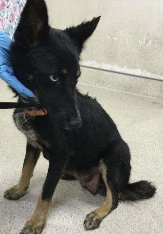 An adult small-sized female Siberian Husky dog named Chemi for adoption in Riverside, CA