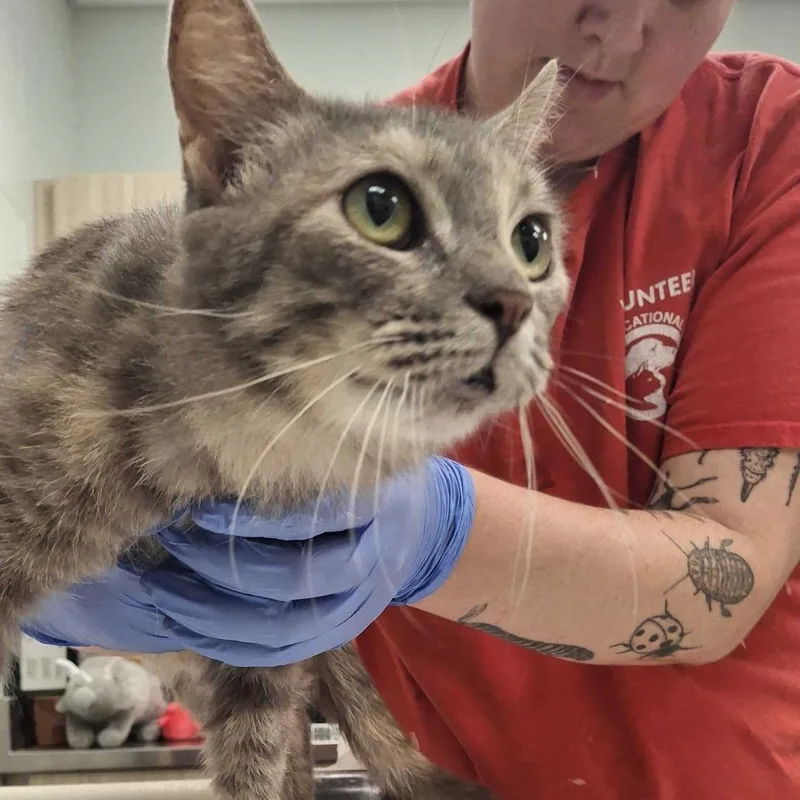 A young medium-sized female Tortoiseshell Domestic Short Hair cat named Larkspur for adoption in Chattanooga, TN