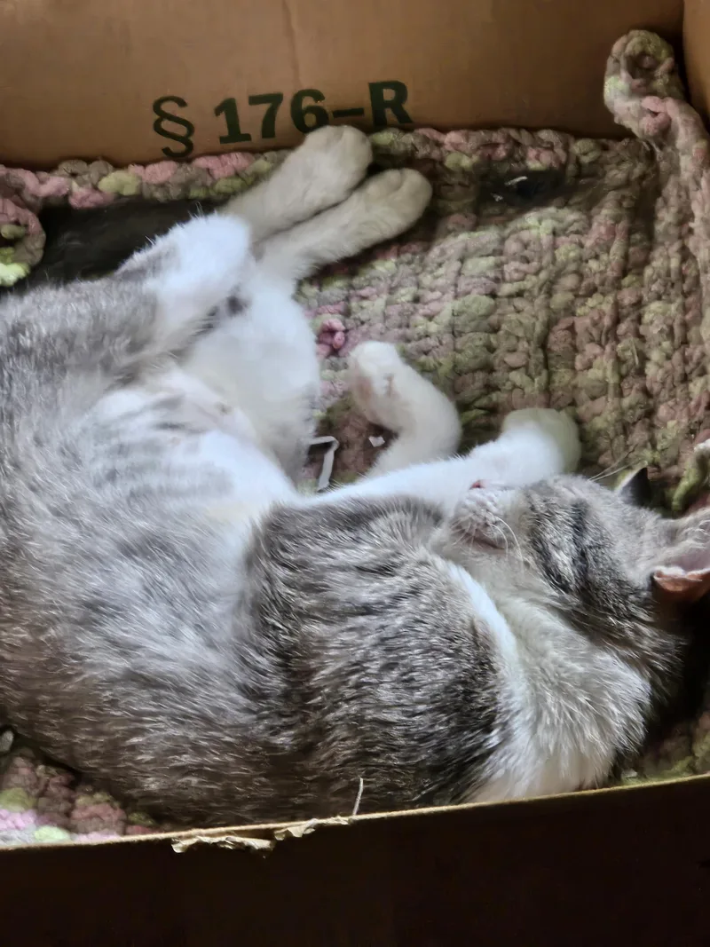 An adult medium-sized female Gray & White Domestic Short Hair cat named Betsy Ross for adoption in Oberlin, OH