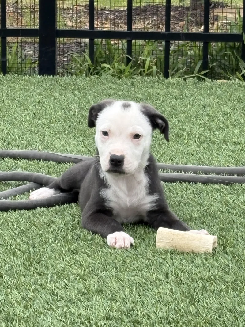 A baby medium-sized male Australian Shepherd dog named Brummy for adoption in Cordova, TN