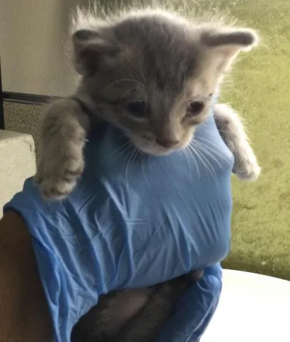 A baby small-sized male Domestic Short Hair cat named Pluto for adoption in Riverside, CA