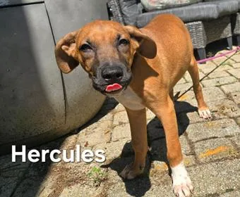 A baby medium-sized male Brown / Chocolate Shepherd dog named Hercules for adoption in New York, NY