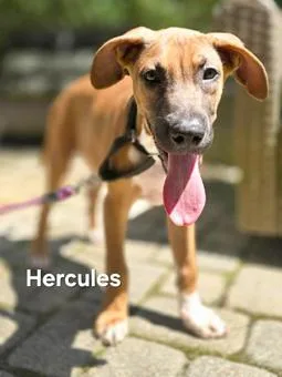 Hercules thumbnail 2