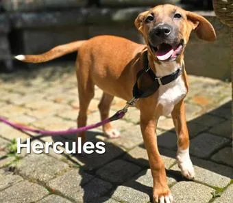 Hercules thumbnail 3