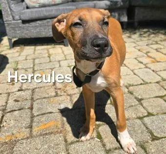 Hercules thumbnail 5