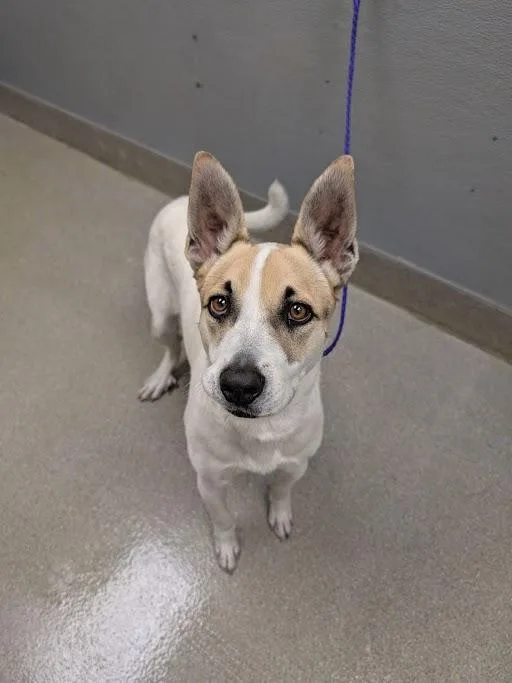 An adult large-sized male Husky dog named Bellamy for adoption in Las Vegas, NV