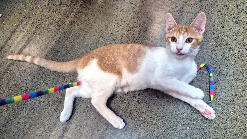 A baby medium-sized male Orange & White Domestic Short Hair cat named Pinnacles for adoption in Apex, NC