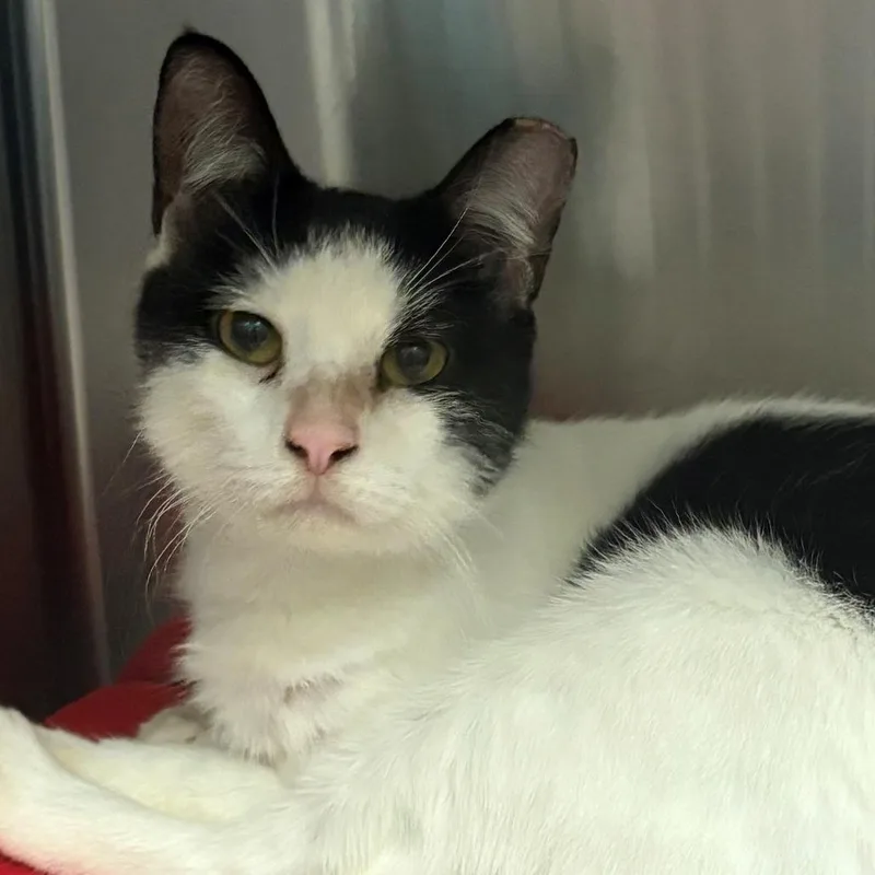 An adult medium-sized male Domestic Short Hair cat named Arthur for adoption in East Hanover, NJ
