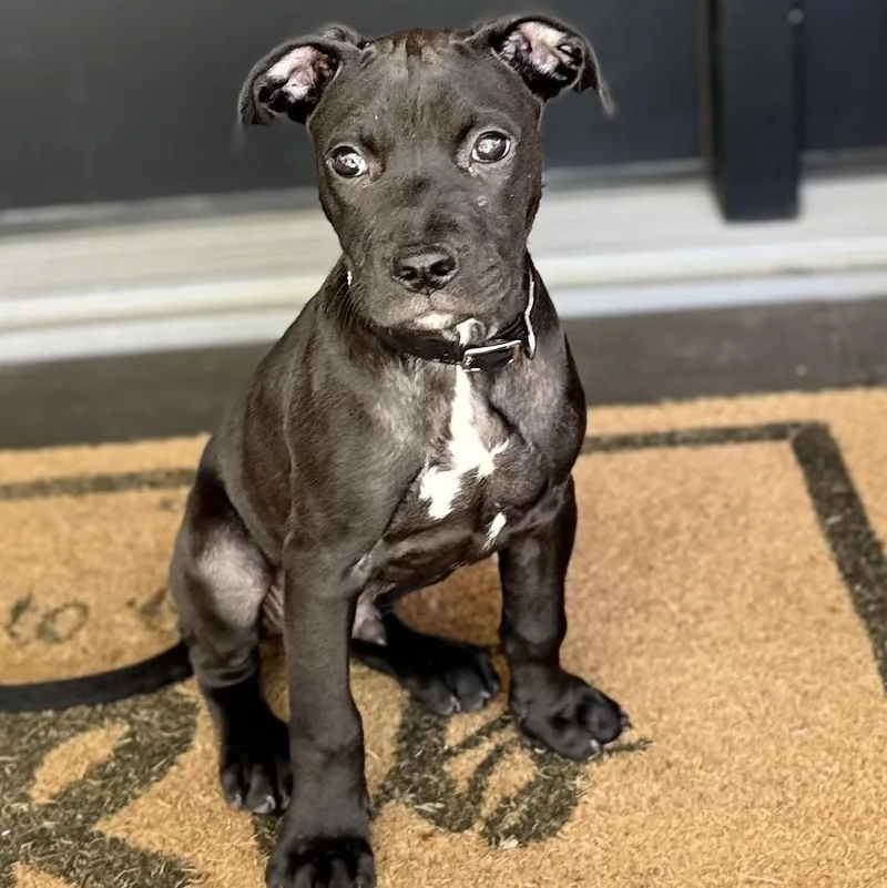 Onyx