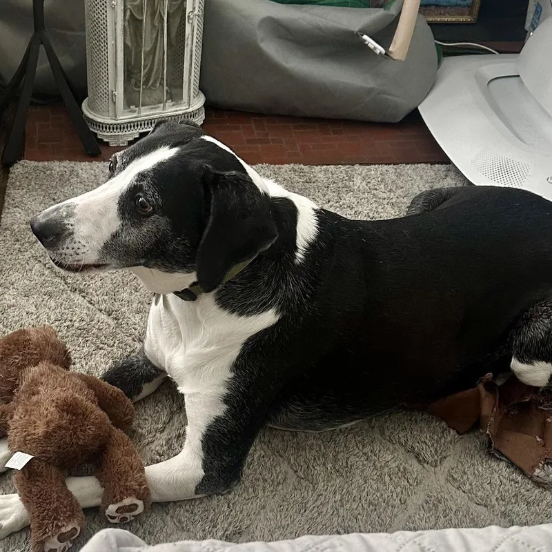 A senior small-sized male Black Pointer dog named Leo for adoption in Cincinnati, OH
